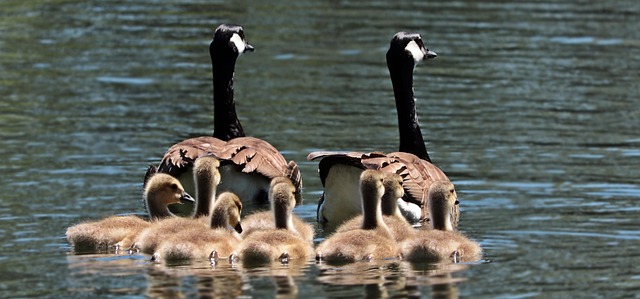 Exploring the Benefits of Family Health Insurance Plans
